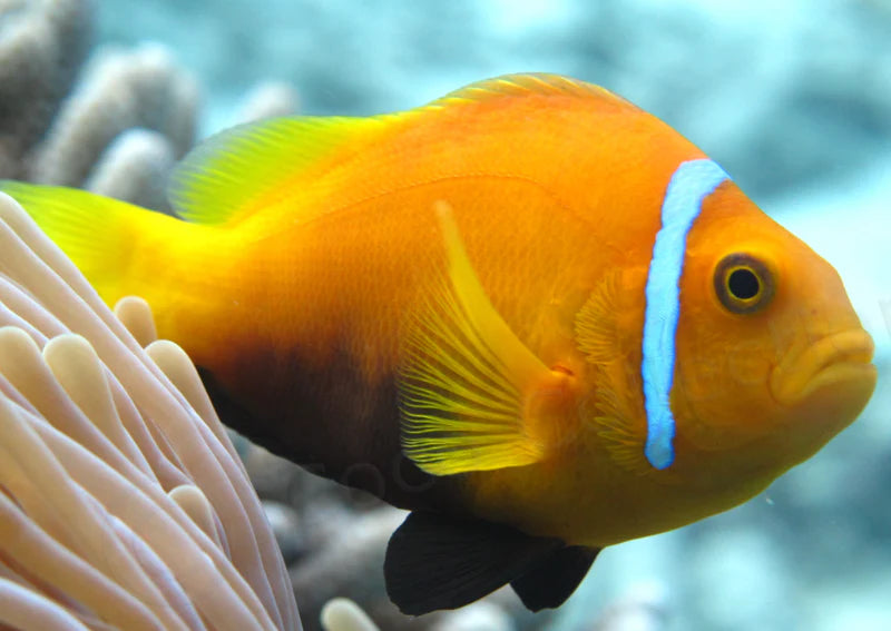 Rose Skunk Clownfish (Amphiprion nigripes)