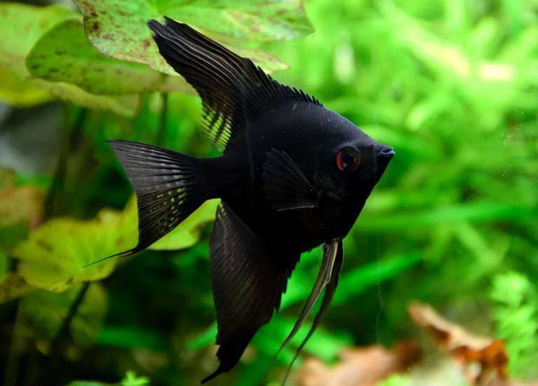 Assorted Angelfish (Pterophyllum scalare)