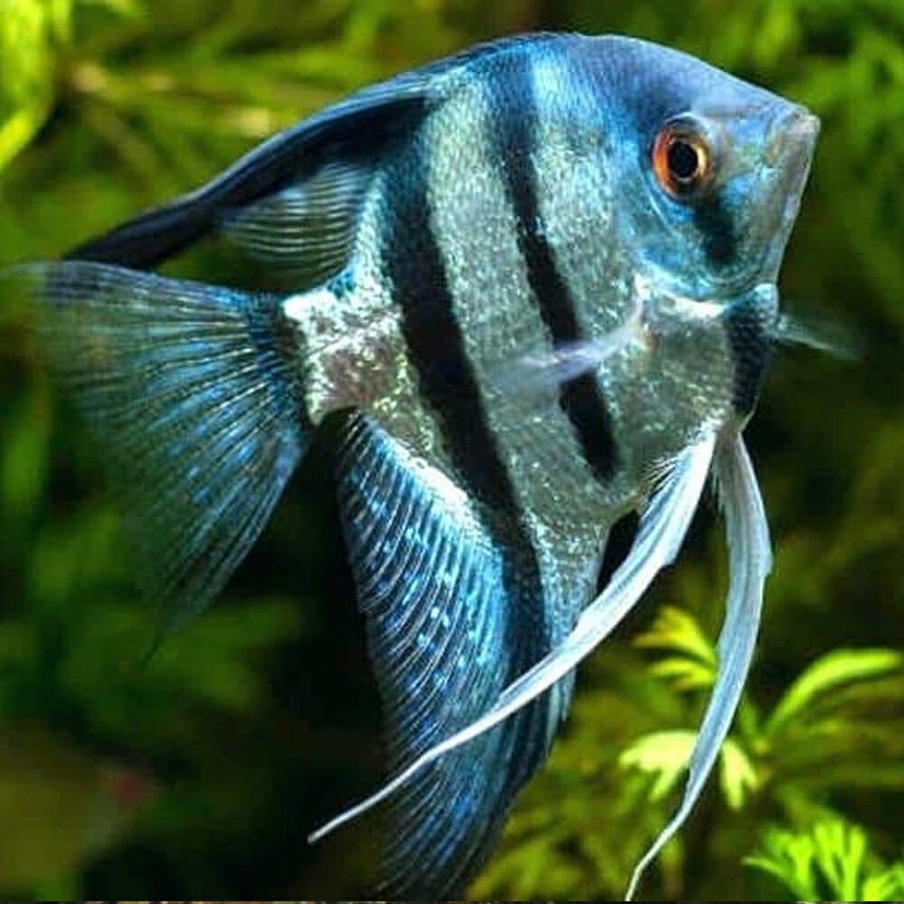 Cobalt Blue Zebra Angelfish (Pterophyllum scalare sp.)