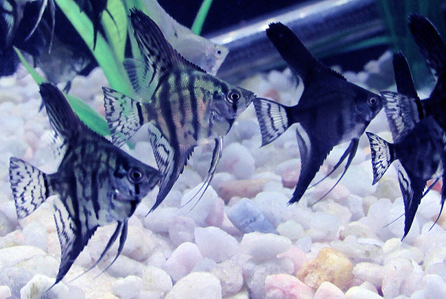Pinoy Angelfish (Pterophyllum scalare)