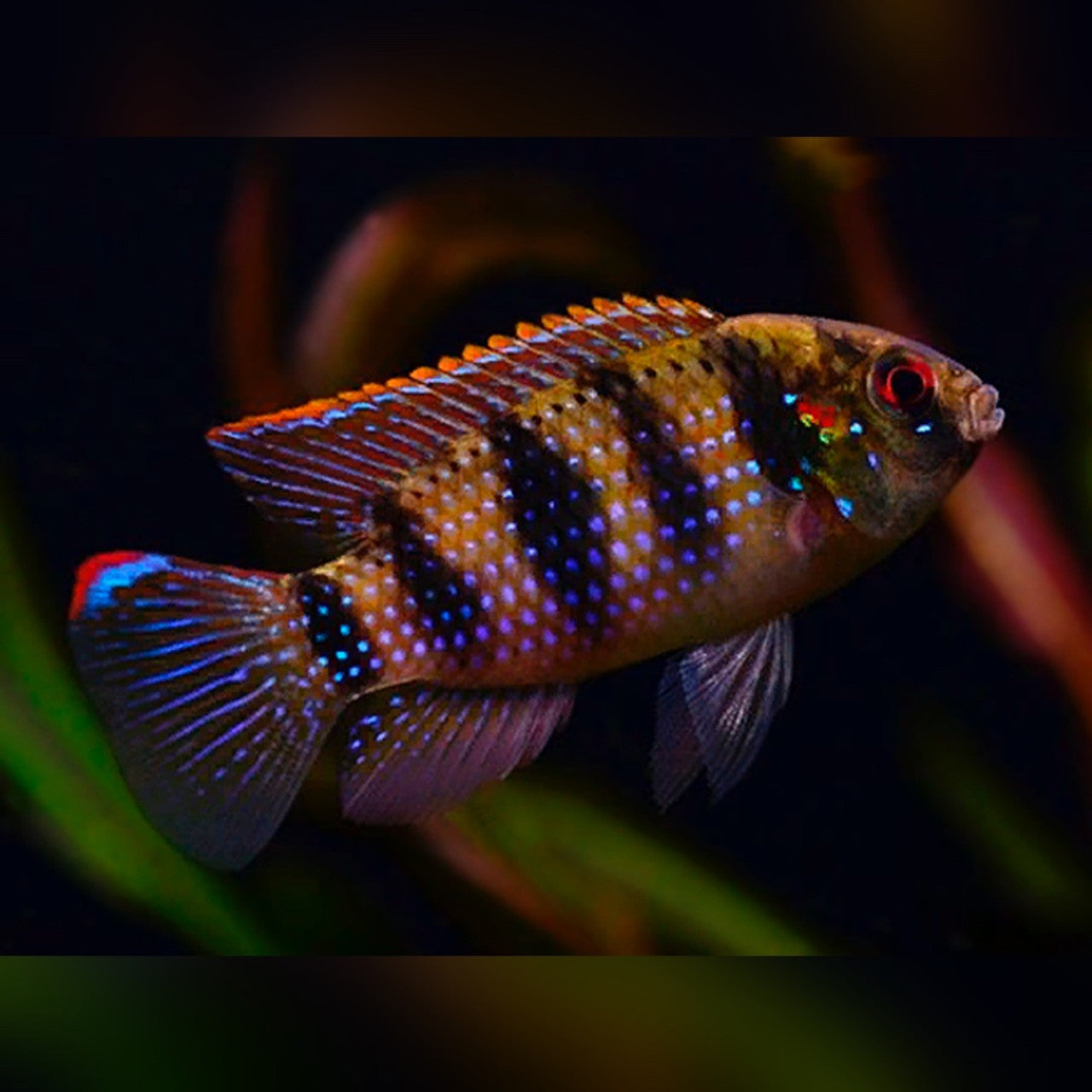 African Butterfly Cichlid (Anomalochromis thomasi)