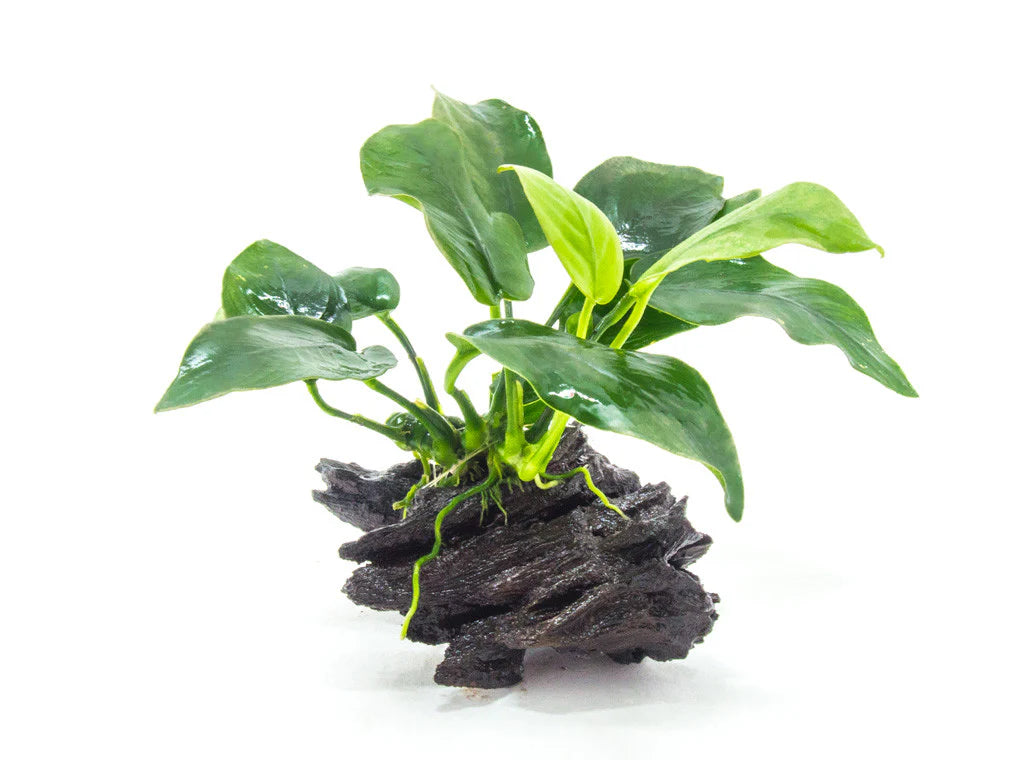 Anubias nana (Anubias nana)