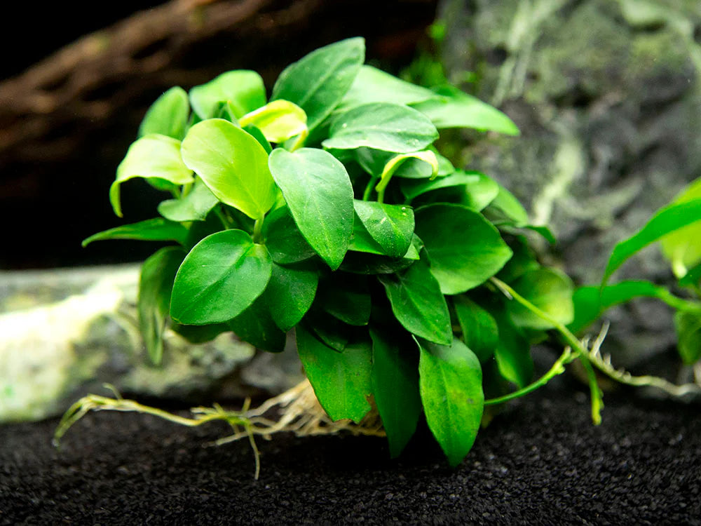 Anubias Barteri Peacock (Anubias Barteri var. Nana)