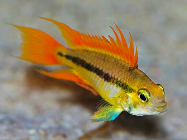 Mega Orange Cockatoo Cichlid (Apistogramma cacatuoides)