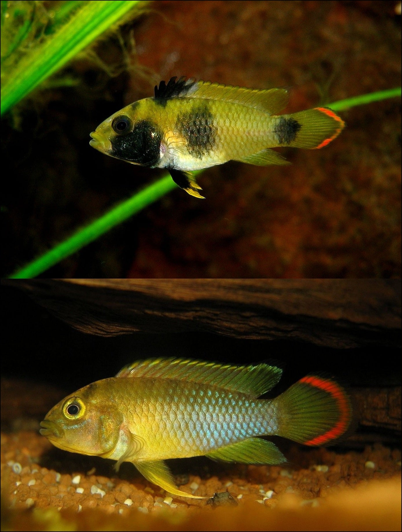 Nijsseni Apisto (Nijsseni apistogramma)