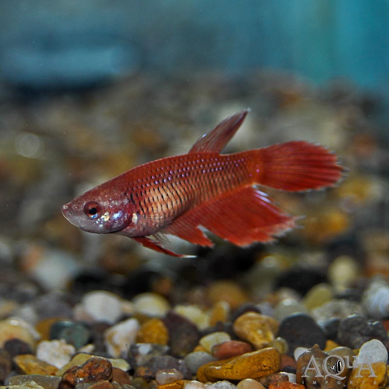 Assorted Female Betta (Betta splendens)