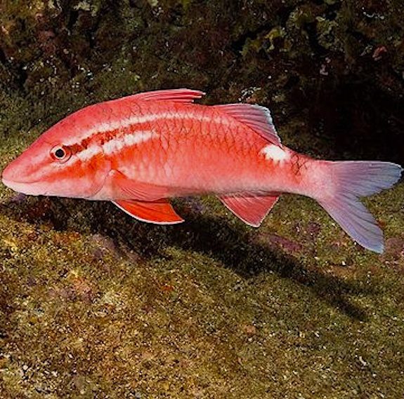 Red Goatfish (Parupeneus multifasciatus)