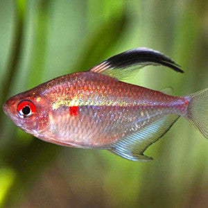 Bleeding Heart Tetra (Hemigrammus erythrostigma)