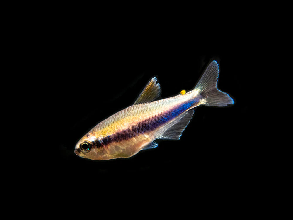 Blue Emperor Tetra (Inpaichthys kerri)