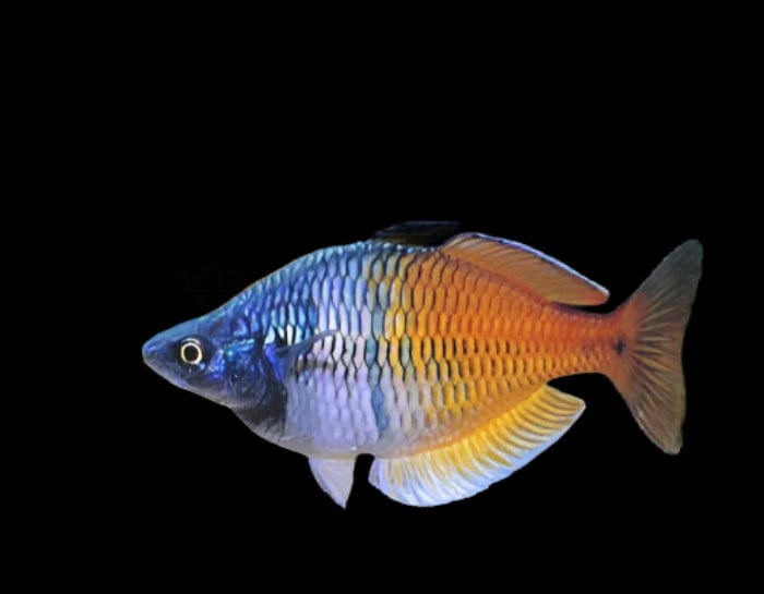 Boesemani Rainbowfish (Melanotaenia boesemani)