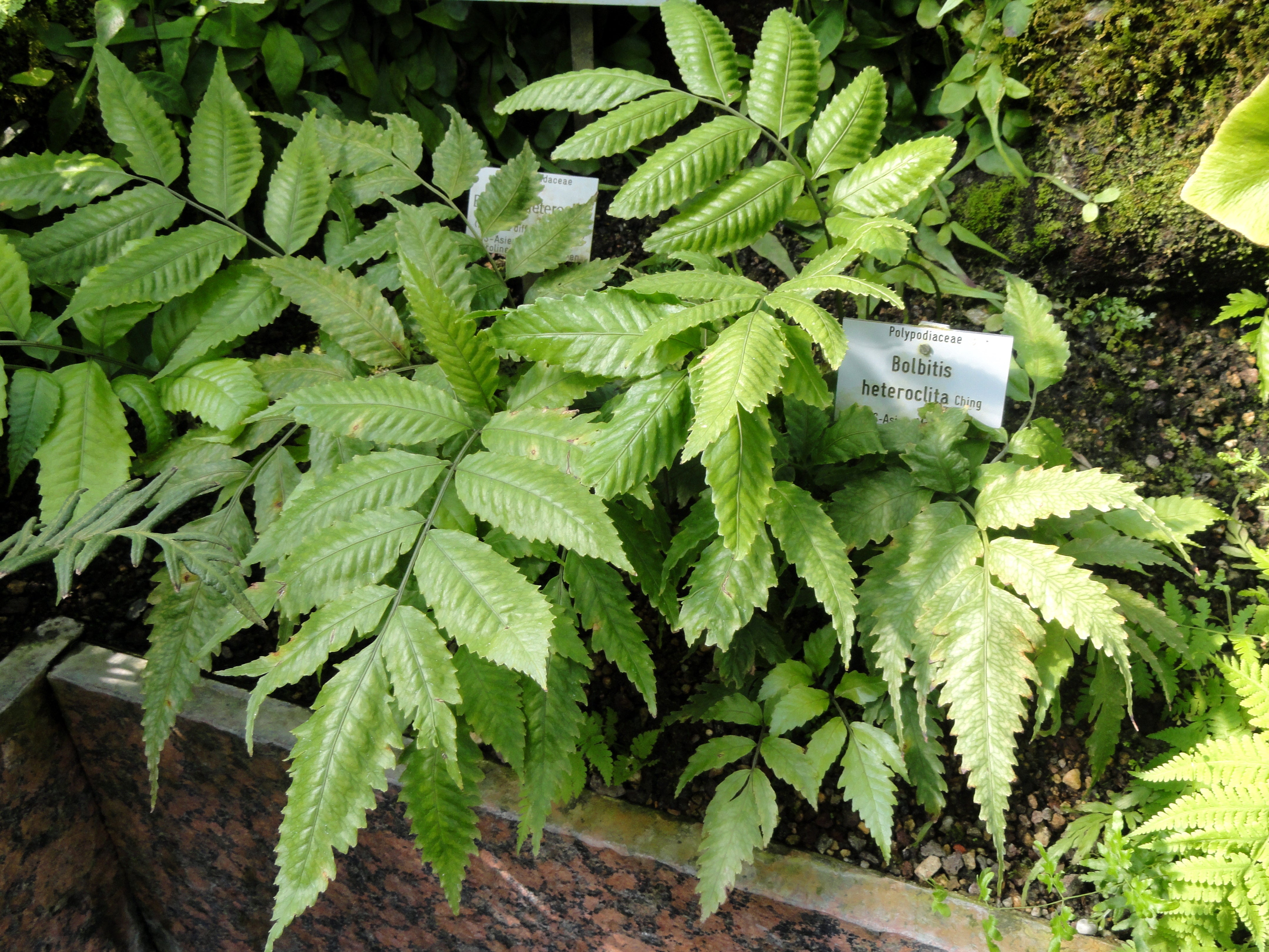Asian Bolbitis Broadleaf Fern (Bolbitis heteroclita)