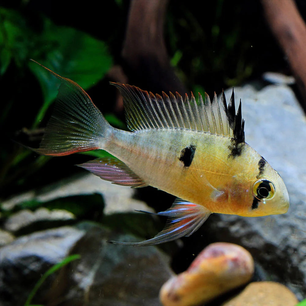 Bolivian Ram Cichlid (Mikrogeophagus altispinosus)