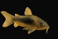 Bronze Cory (Corydoras aeneus)
