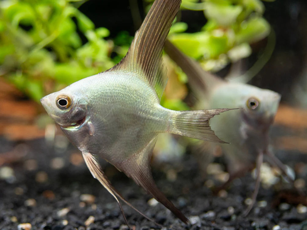 Bulgarian Green Seal Point Angelfish (Pterophyllum scalare sp.)