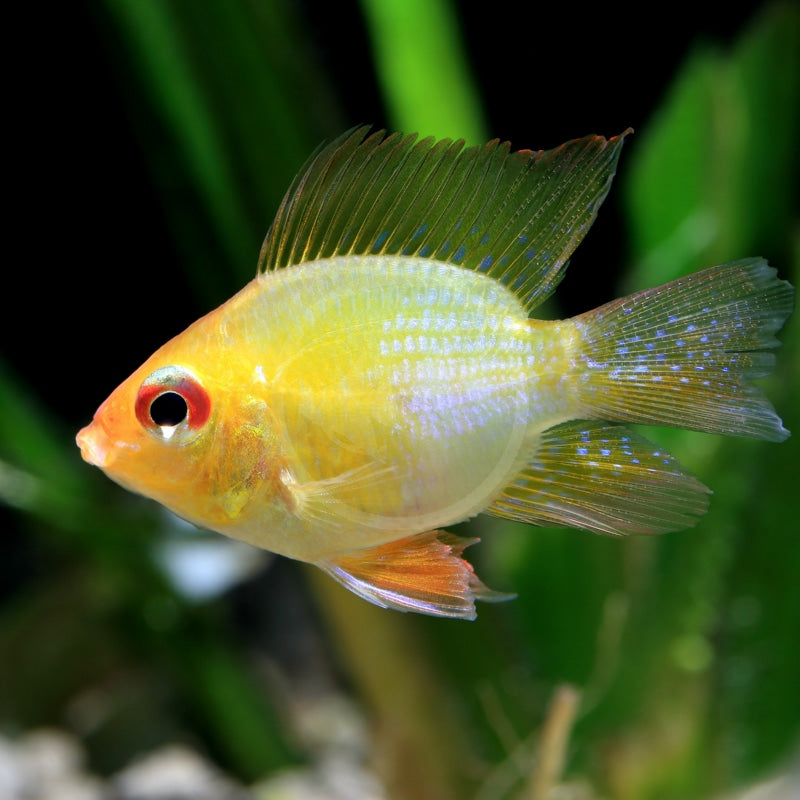 Balloon Gold Ram Cichlid (Microgeophagus ramirezi)