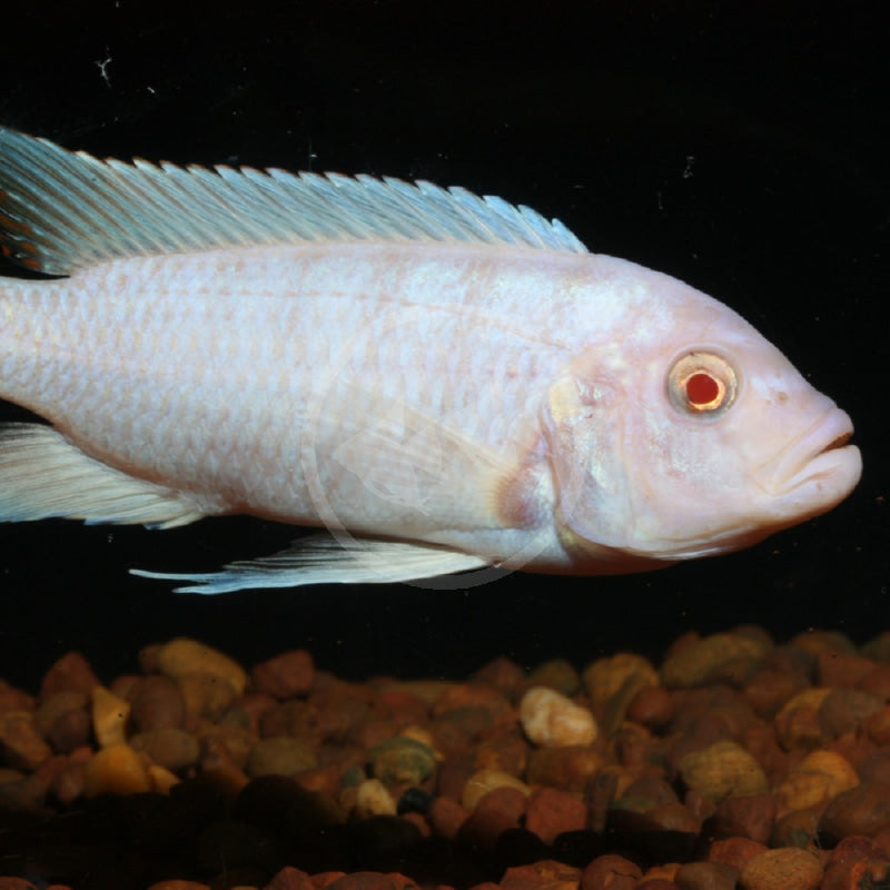 Snow White Socolofi Cichlid (Pseudotropheus socolofi “Albino”)