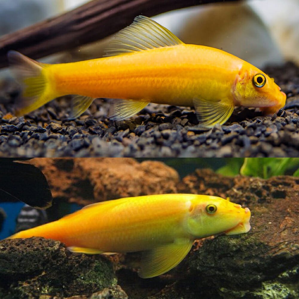 Gold Chinese Algae Eater (Gyrinocheilus aymonieri)