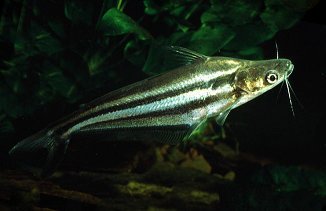 Dwarf Grasscutter Catfish (Schilbe intermedius)