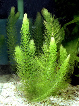 Hornwort (Ceratophyllum demursum)