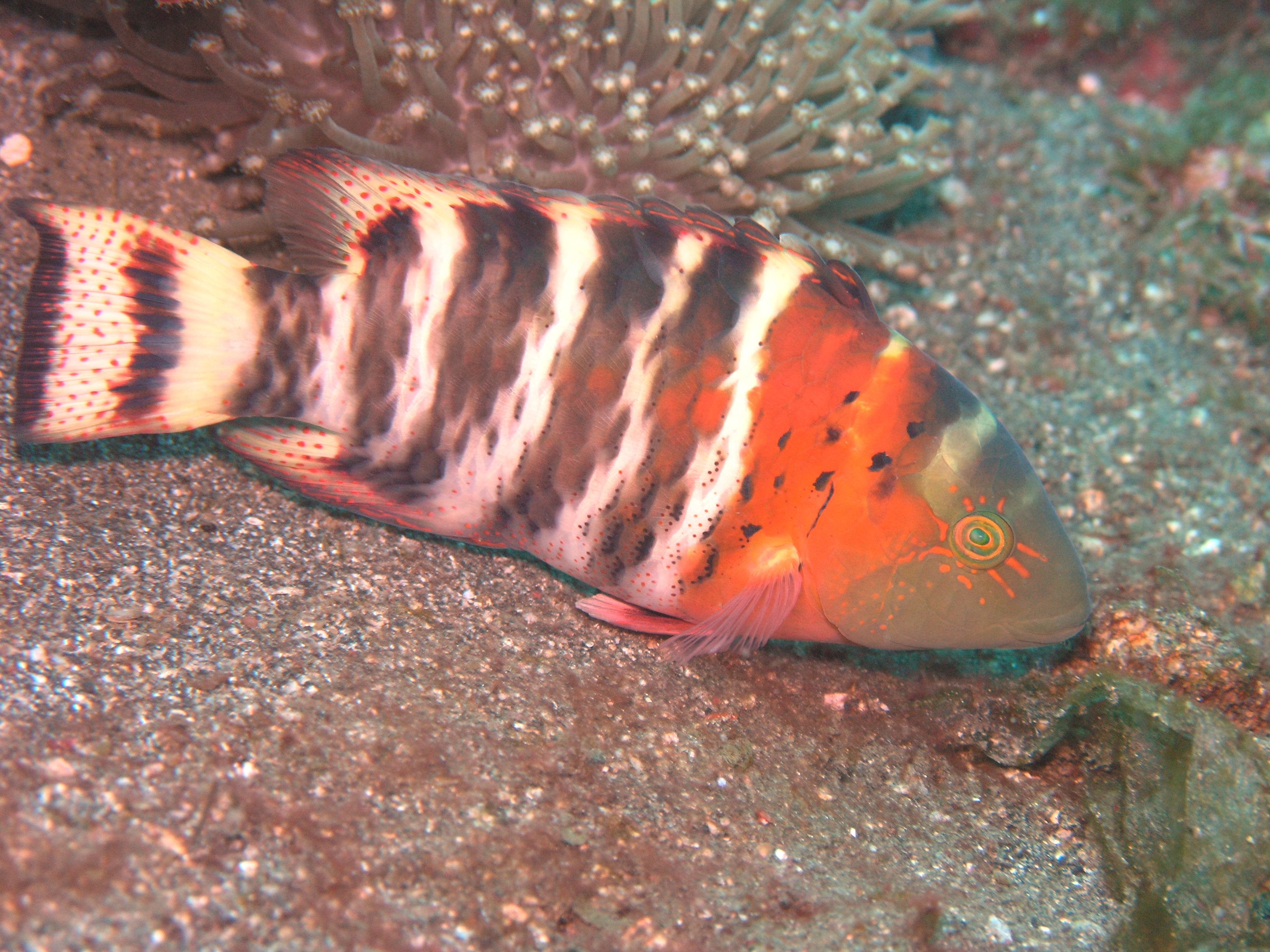Red Breasted Maori Wrasse (Cheilinus fasciatus)