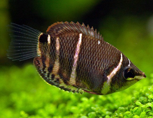 Chocolate Gourami (Sphaerichthys osphromenoides)