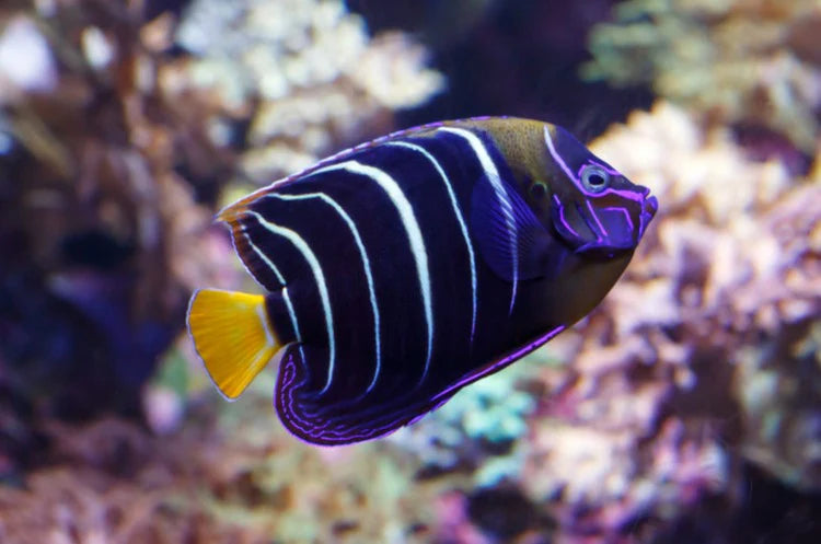 Chrysurus Angelfish (Pomacanthus chrysurus)