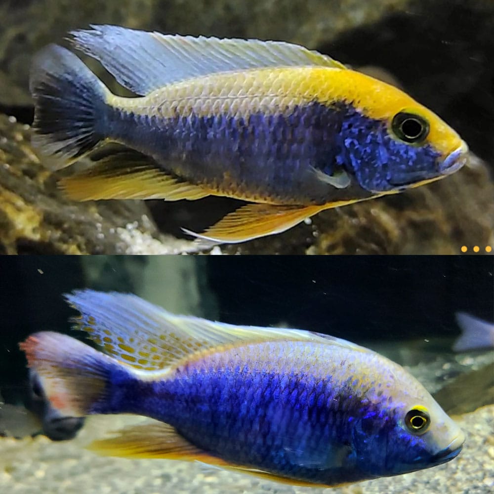 Sulfur Head Cichlid (Sulfurhead aulonocara)