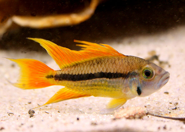 Orange Flash Cockatoo Dwarf Cichlid (Apistogramma cacatuoides)