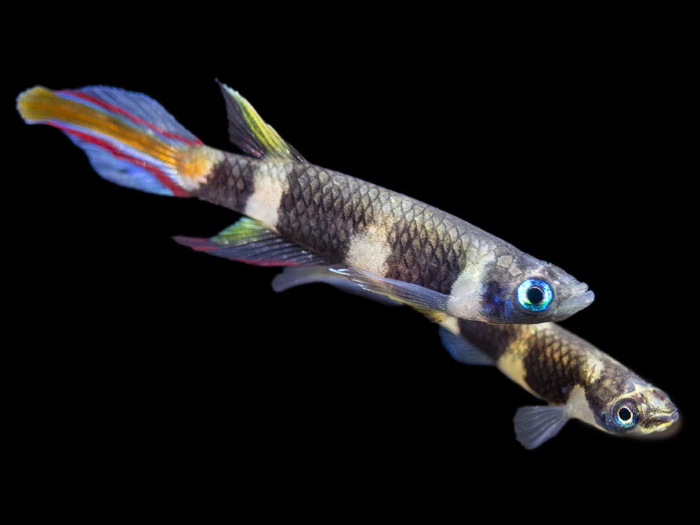 Clown Killifish (Epiplatys annulatus)