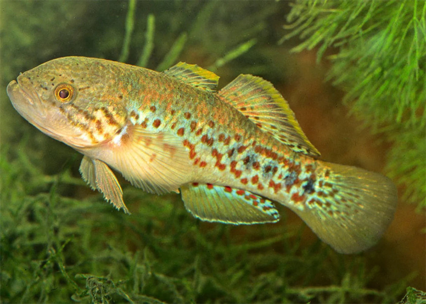 Southern Purple-Spotted Gudgeon (Mogurnda adspersa)