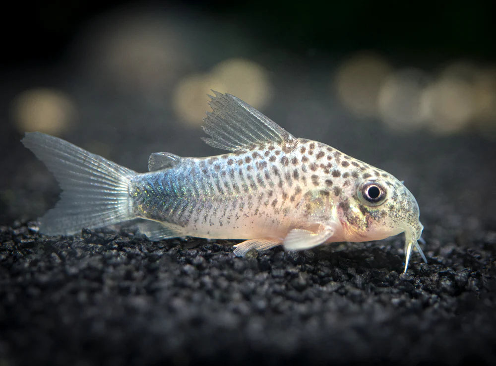 Similis Cory Catfish (Corydoras similis)