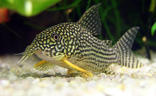 Sterbai Cory Cat / Sterbai Catfish