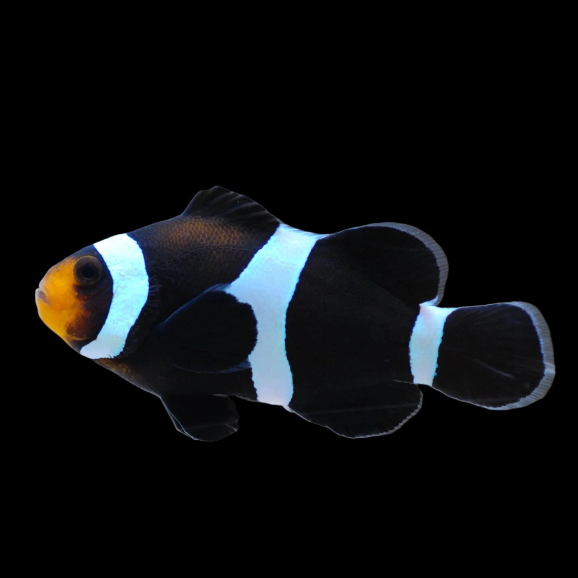 Darwin Ocellaris (Amphiprion ocellaris)