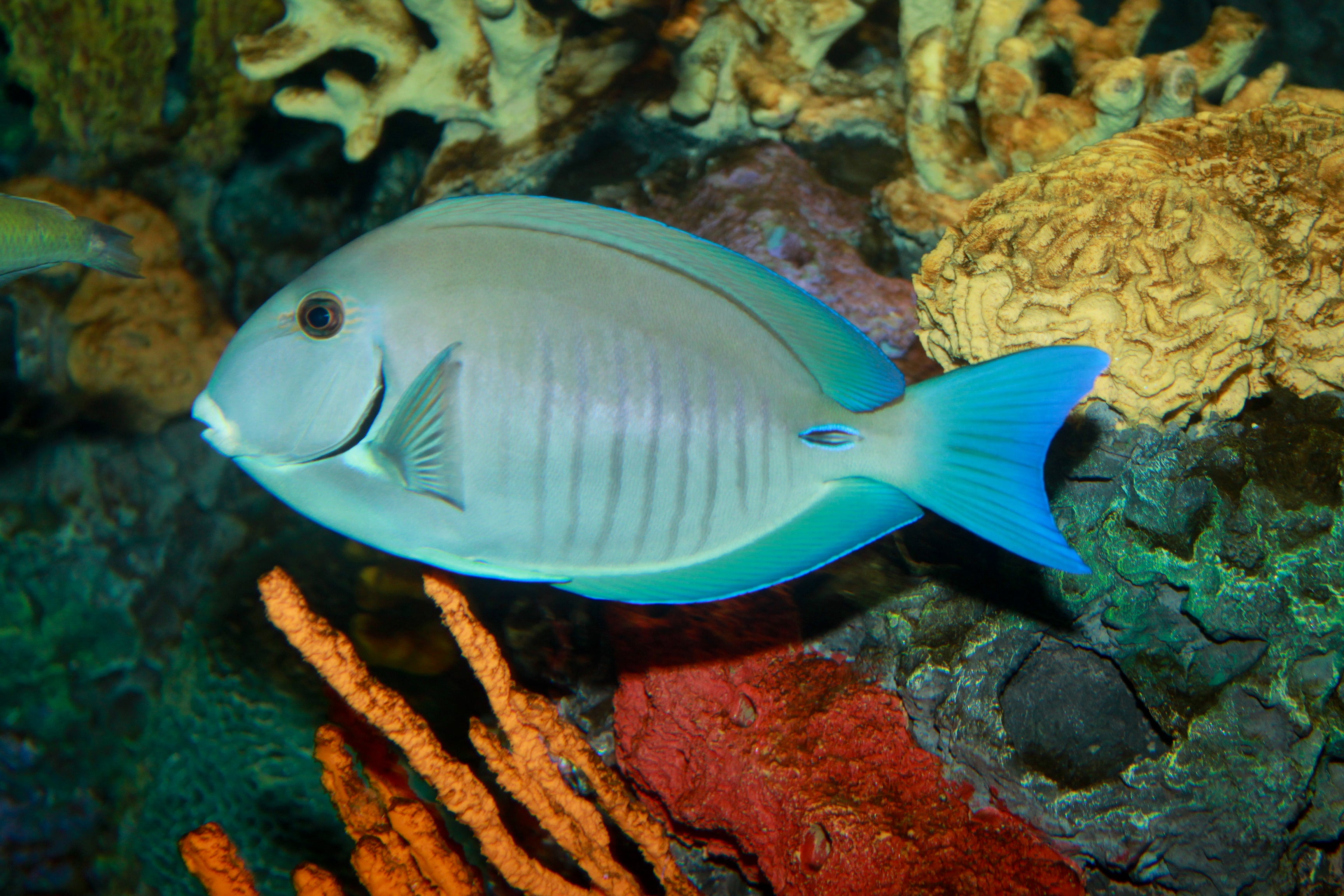 Doctorfish Tang (Acanthurus chirurgus)