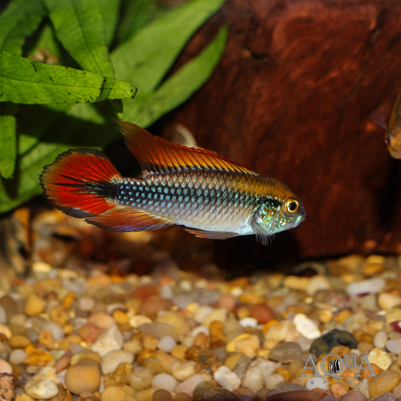 Apistogramma Double Red