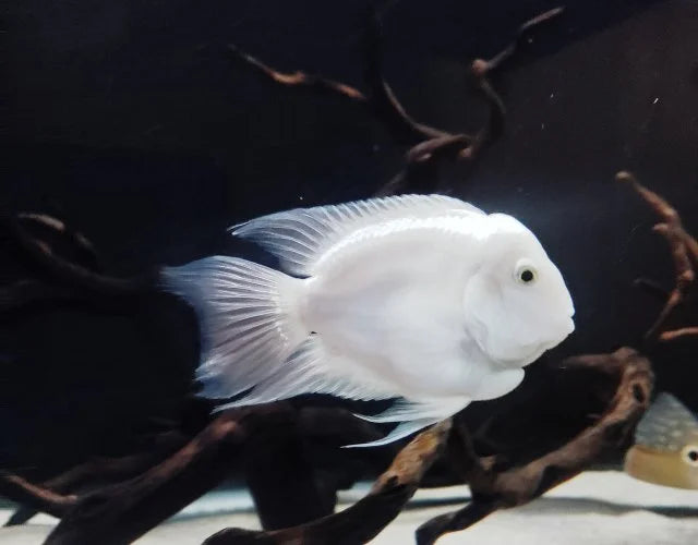 Platinum Parrot Cichlid (Cichlasoma sp. var)