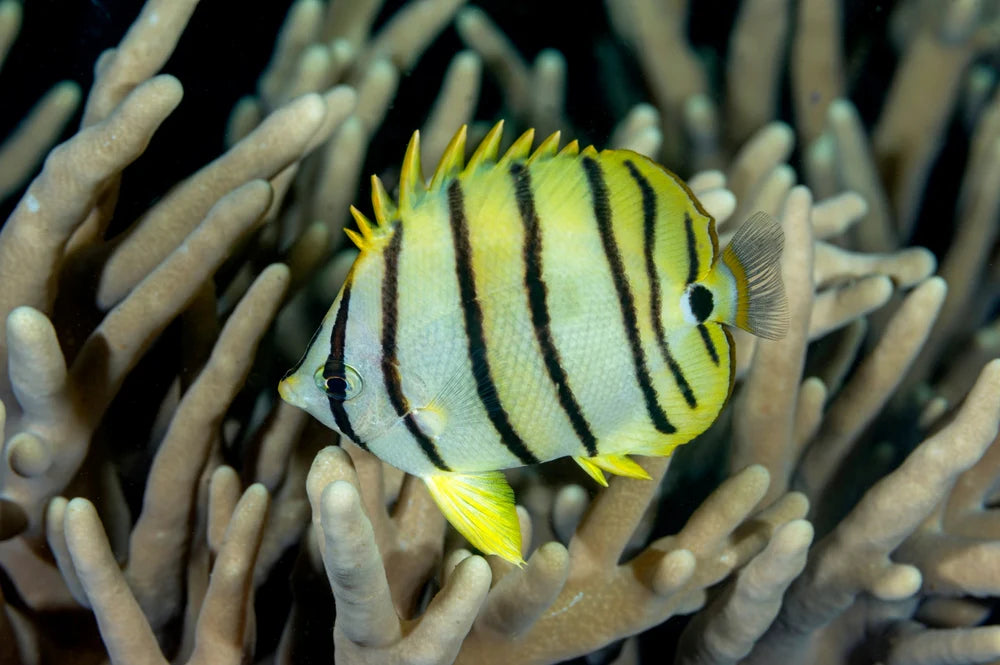 Eight Banded Butterfly (Chaetodon octofasciatus)
