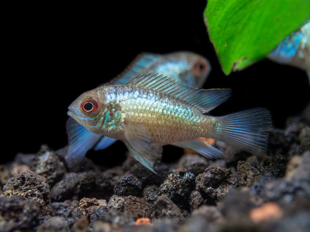 Electric Blue Acara (Andinoacara pulcher hybrid)