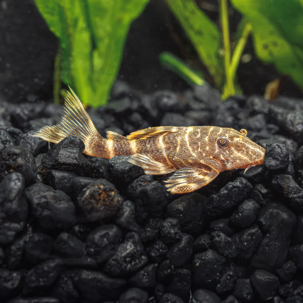 Clown Pleco L-104 (Panaque maccus)