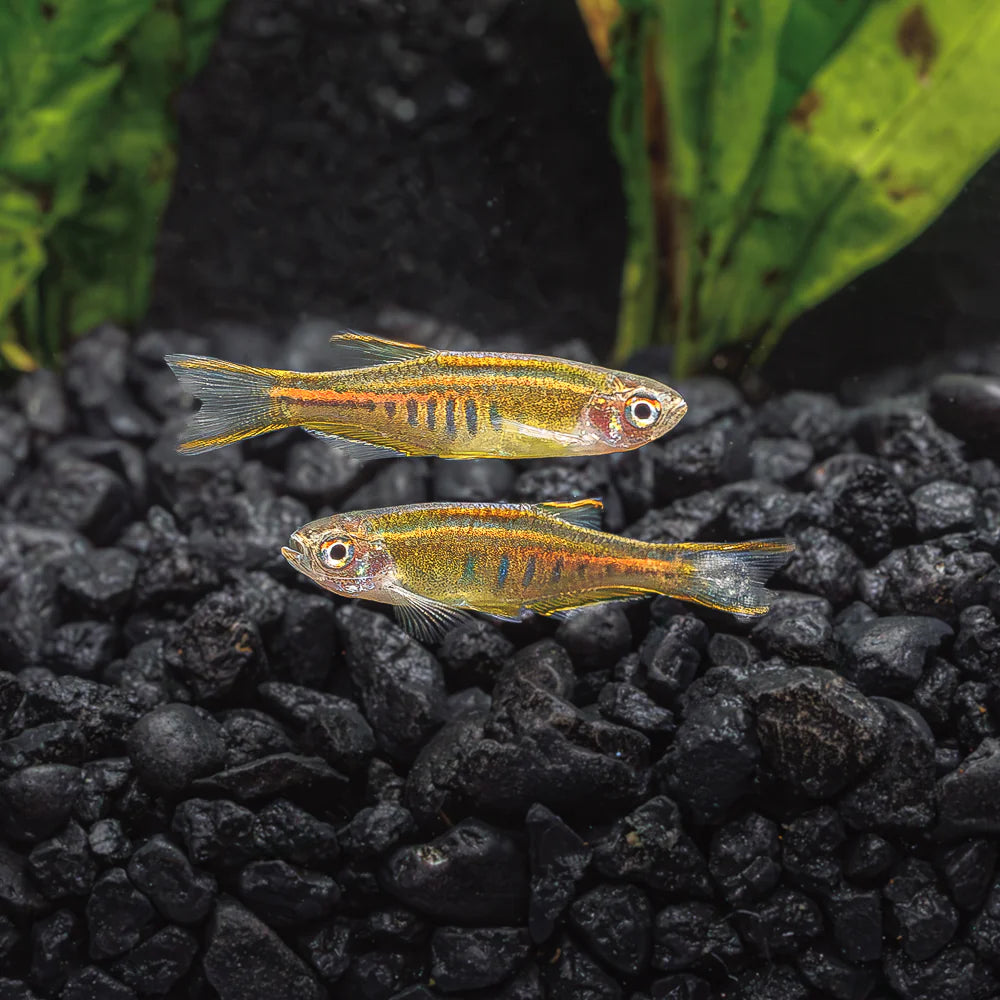 Glowlight Danio (Danio Choprae)