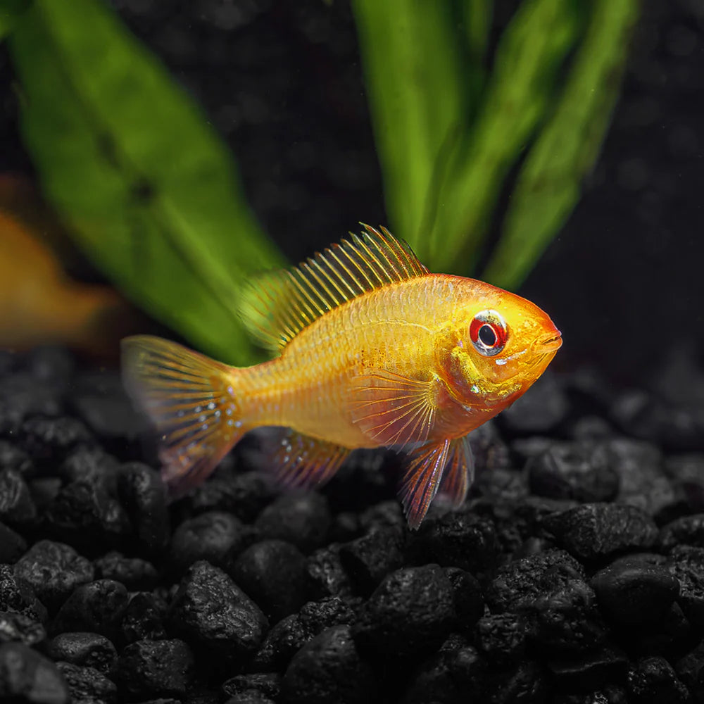 Golden Ram Cichlid