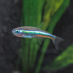 Green Neon Tetra (Paracheirodon simulans)