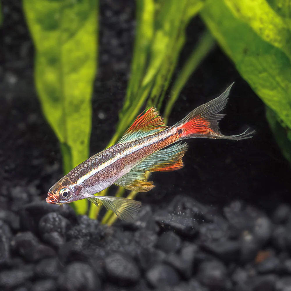 Longfin White Cloud Minnow | Tanichthys Albonubes