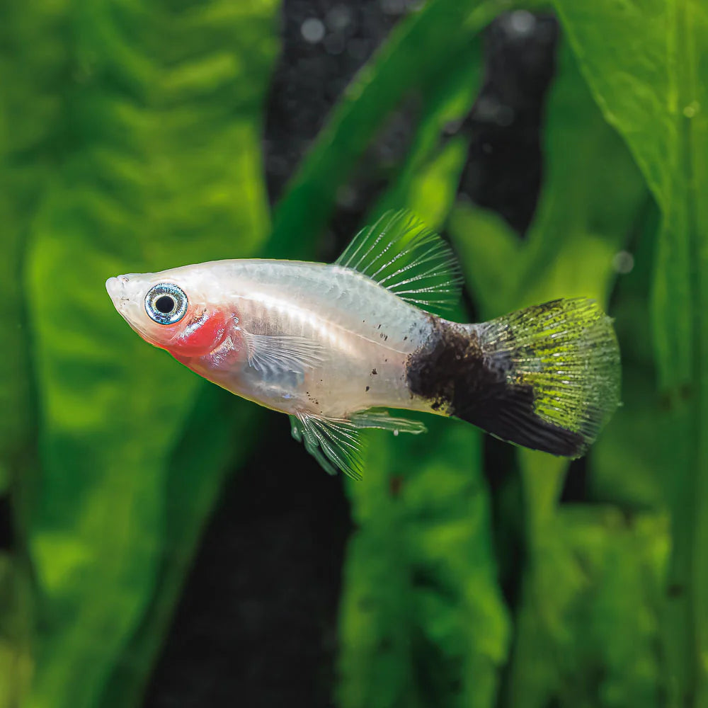 Panda Platy (Xiphophorus maculatus)