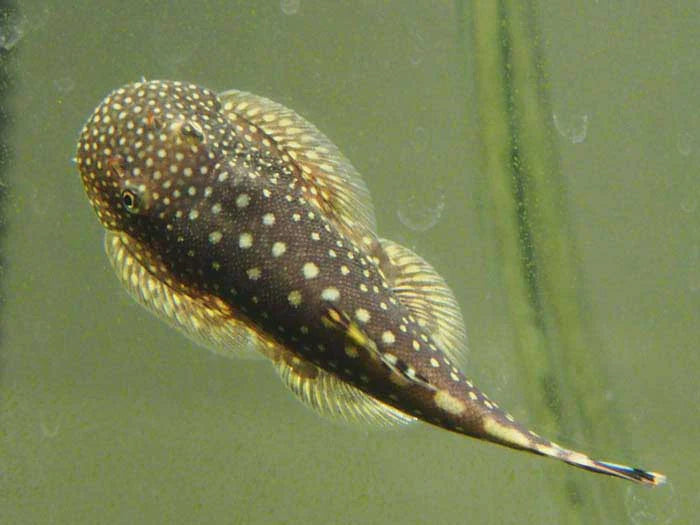Polka Dot Hillstream Loach (Gastromyzon punctulatus)