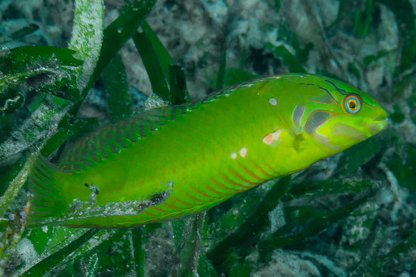 Seagrass Wrasse (Novaculichthys macrolepidotus)
