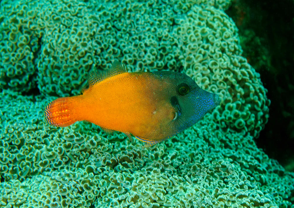 Flame Filefish (Pervago malanocephalus)