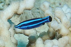 Four-line Wrasse (Larabicus quadrilineatus)