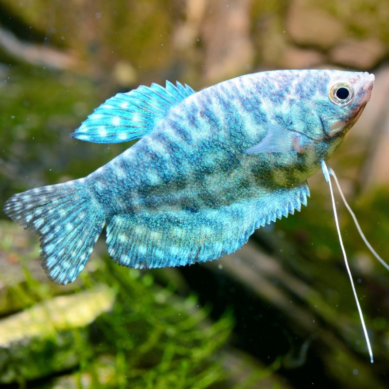 Opaline Gourami (Trichogaster trichopterus)