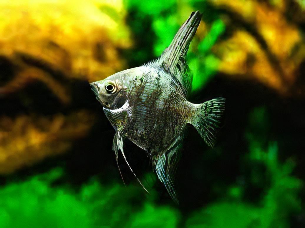 Green Smoke Angelfish (Pterophyllum scalare)